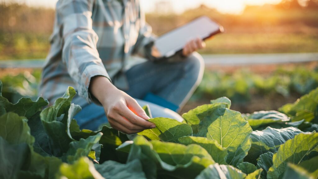 Sre Insediamento Giovani Agricoltori Confapi Sicilia