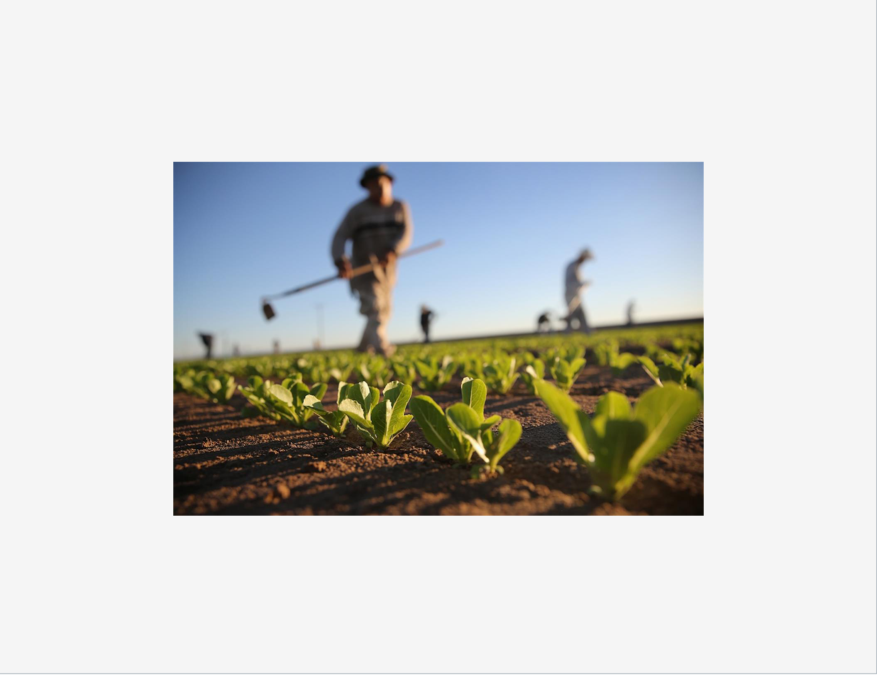 Al momento stai visualizzando Agricoltura: i nove obiettivi chiave della PAC 2023 – 2027