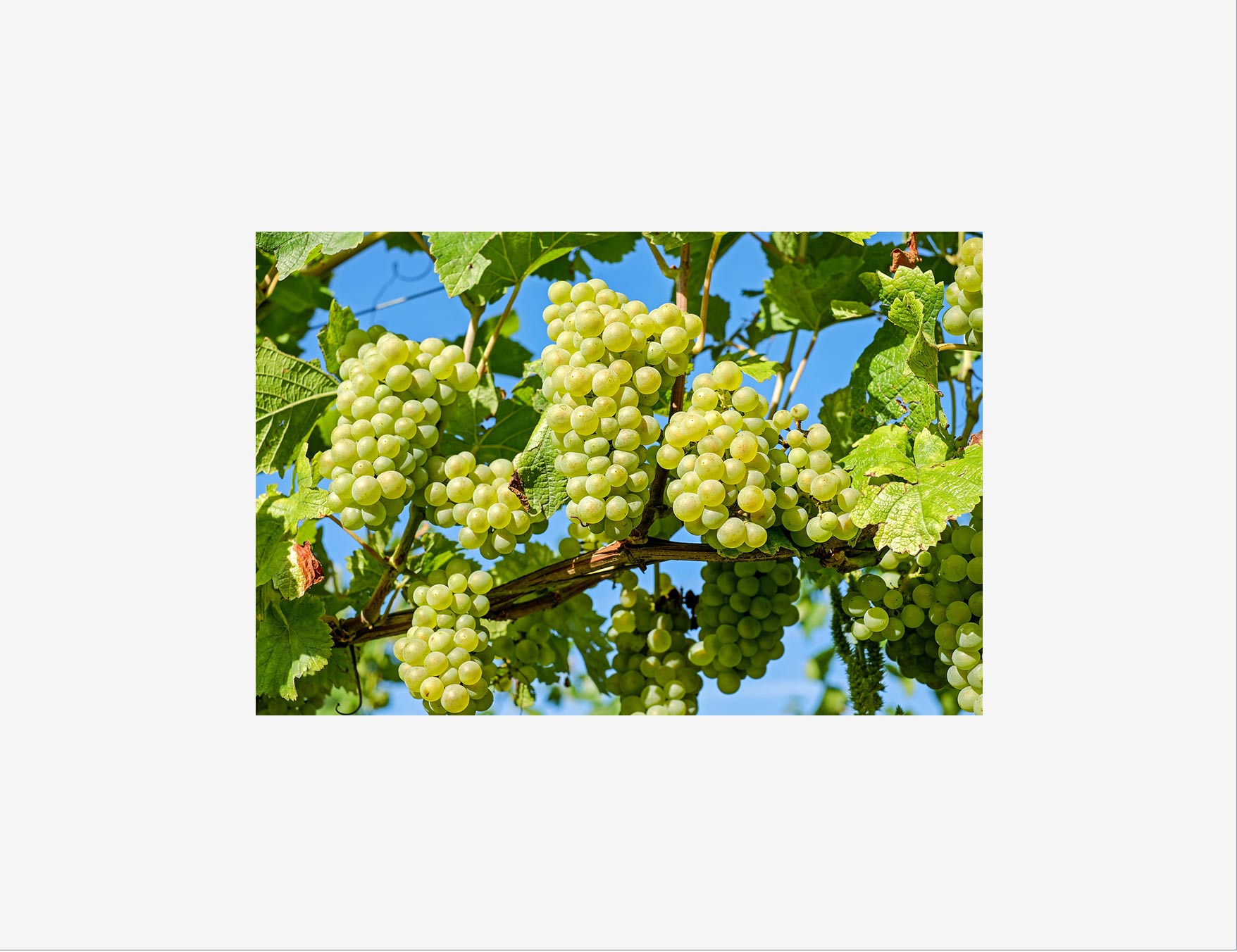 Al momento stai visualizzando Studio Unicredit-Nomisma sul settore vitivinicolo: la Sicilia al top in Italia per i vini di qualità
