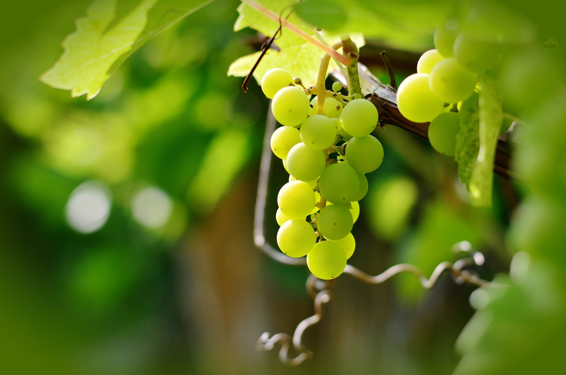 Al momento stai visualizzando Avviso per le aziende interessate all’esportazione di uva da tavola in Canada e Uruguay