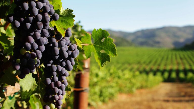 Scopri di più sull'articolo Ristrutturazione e riconversione vigneti (RRV) inserita nel Programma nazionale di sostegno al settore vitivinicolo 2023/2027