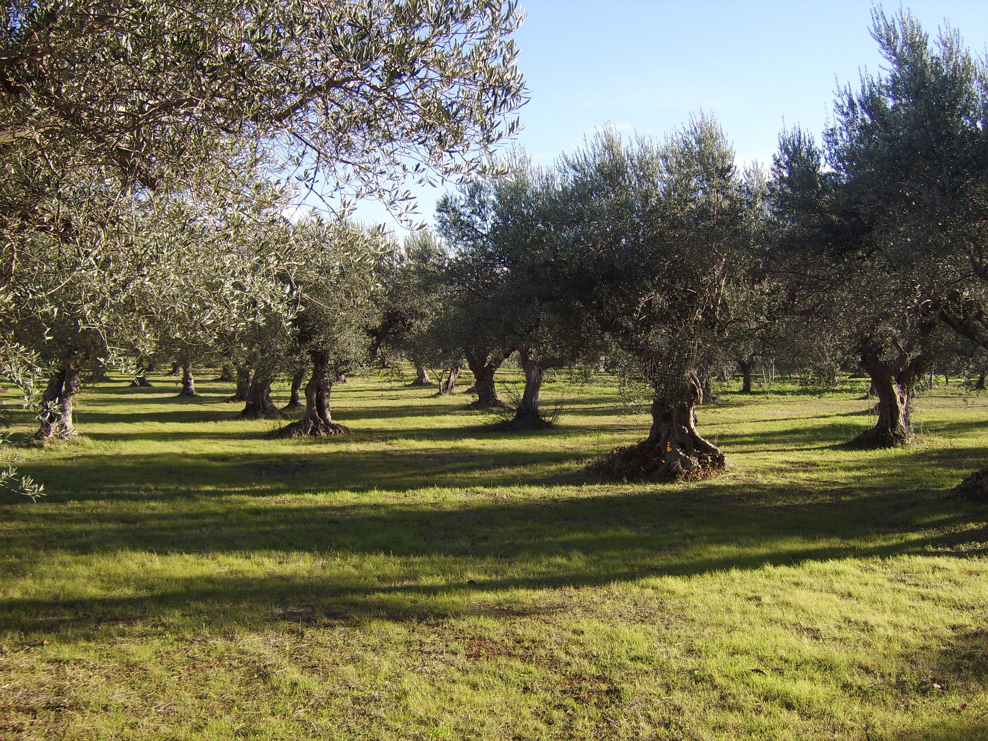 Al momento stai visualizzando Agricoltura, dalla Regione bando da 20 milioni per nuovi imprenditori