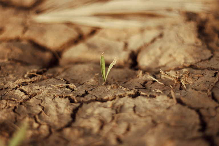 Scopri di più sull'articolo Siccità, 100 milioni per l’agricoltura. Schifani: «Aiuto concreto a settore colpito dalla crisi»