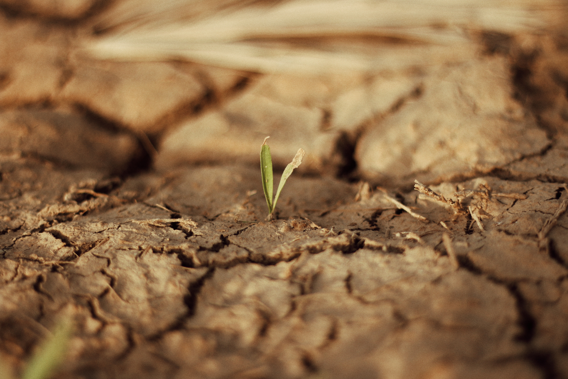 Al momento stai visualizzando Siccità, 100 milioni per l’agricoltura. Schifani: «Aiuto concreto a settore colpito dalla crisi»