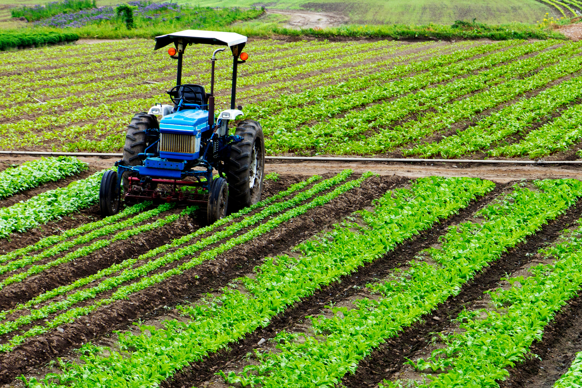 Al momento stai visualizzando Bonus ZES Agricoltura: disponibile il modello per le domande