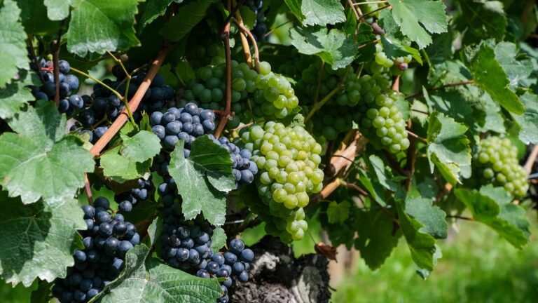 Scopri di più sull'articolo PNS Vino – Campagna 2024/2025: proroga termine presentazione garanzie fideiussorie