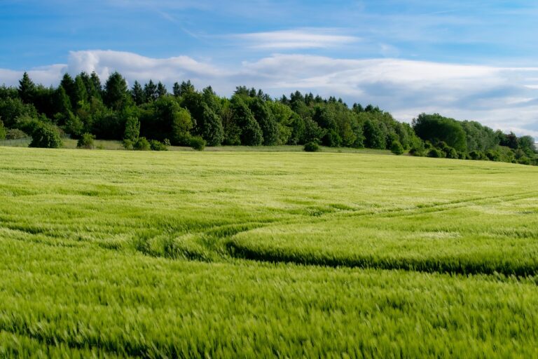 Scopri di più sull'articolo Sbloccati da Agea pagamenti per gli agricoltori siciliani
