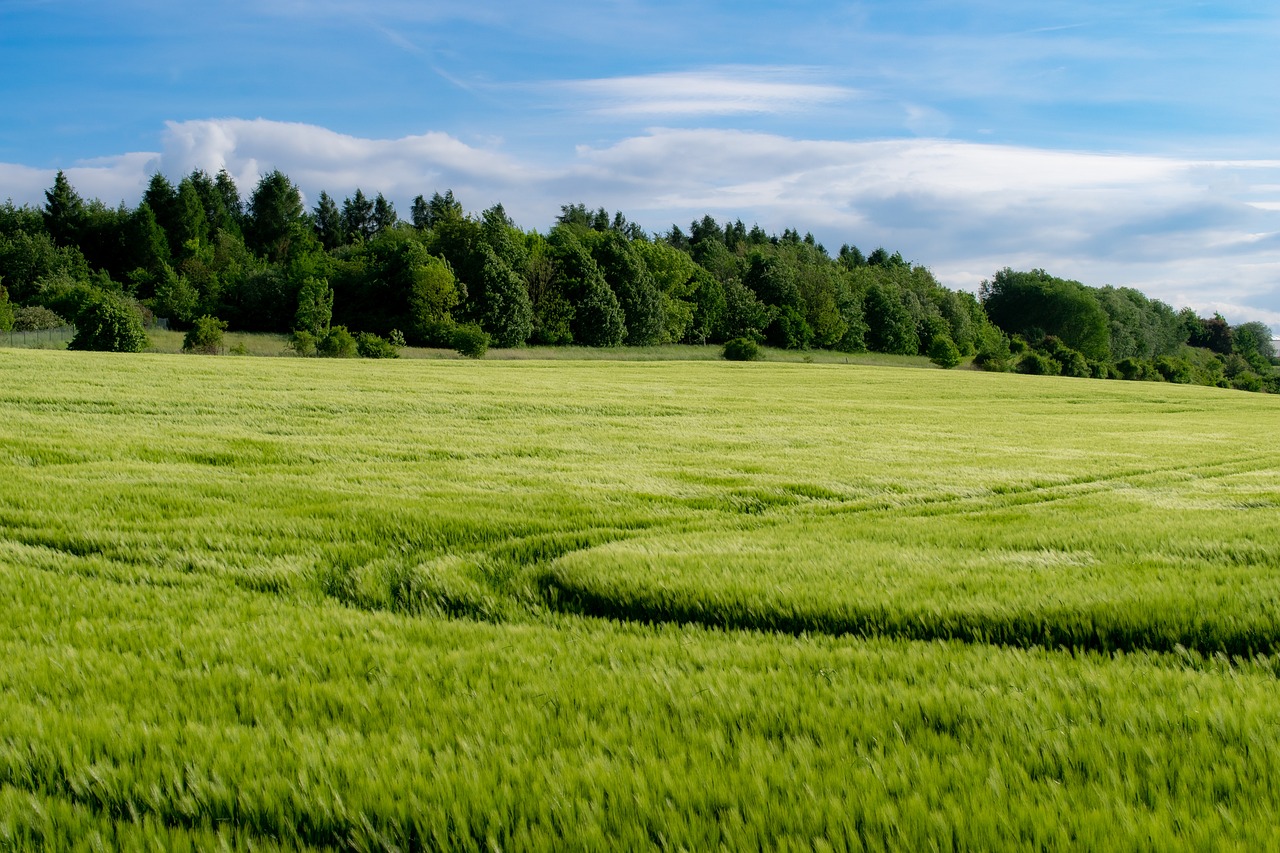 Al momento stai visualizzando Sbloccati da Agea pagamenti per gli agricoltori siciliani