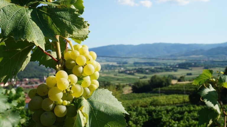 Scopri di più sull'articolo PNS Vino: prorogata al 15 maggio la scadenza per le domande di sostegno alla ristrutturazione e riconversione dei vigneti