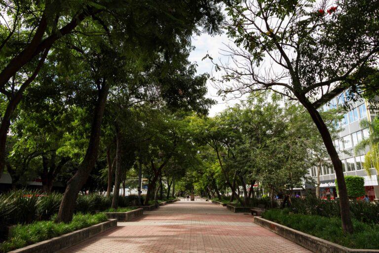 Scopri di più sull'articolo Verde urbano ed extraurbano: proroga e modifica dei criteri per i contributi