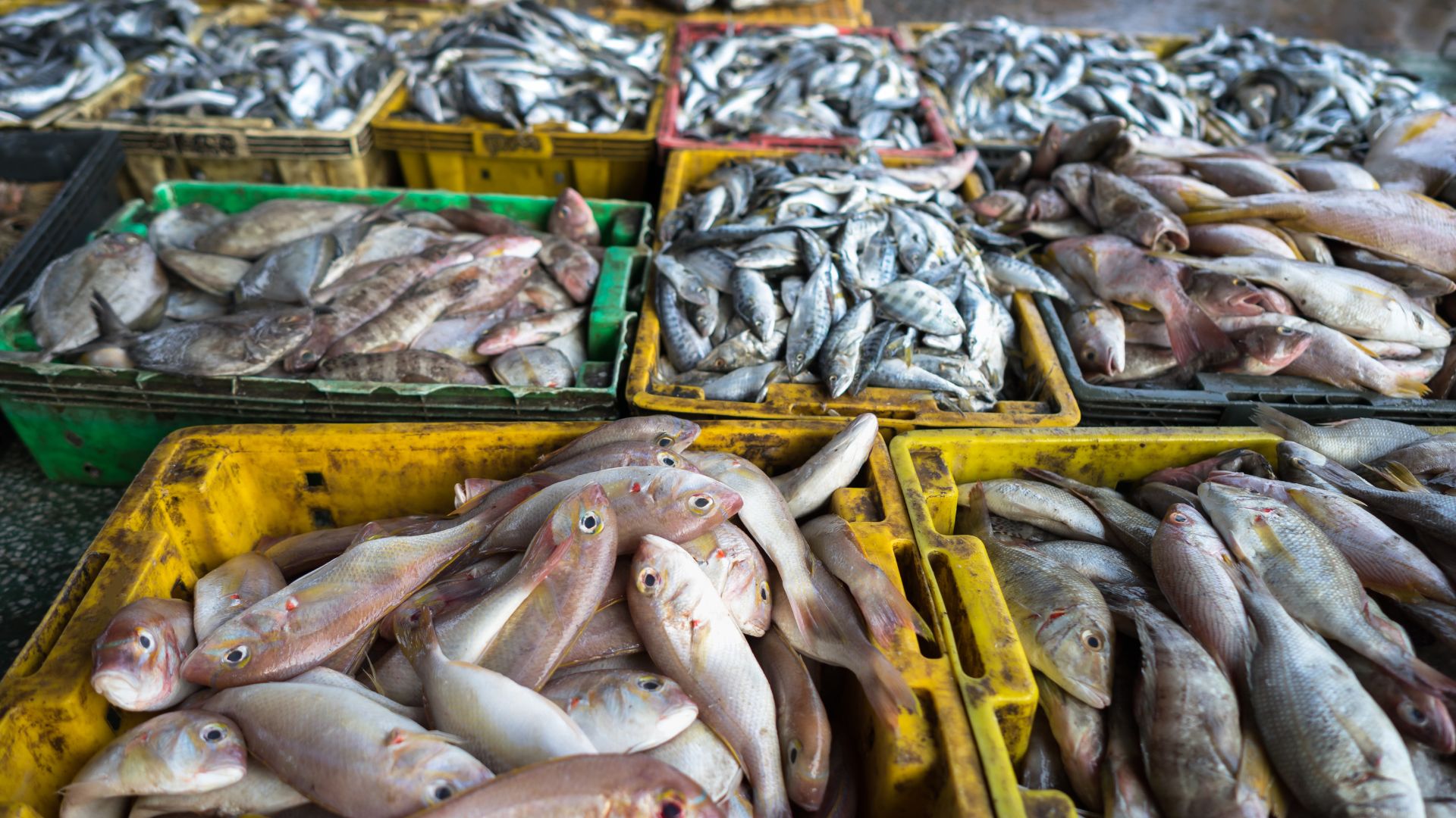 Scopri di più sull'articolo Ricerca su pesca e ambiente marino: aperte le iscrizioni all’anagrafe regionale