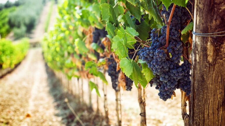 Scopri di più sull'articolo Vigneti, pubblicato il bando per la ristrutturazione e riconversione 2024-2025