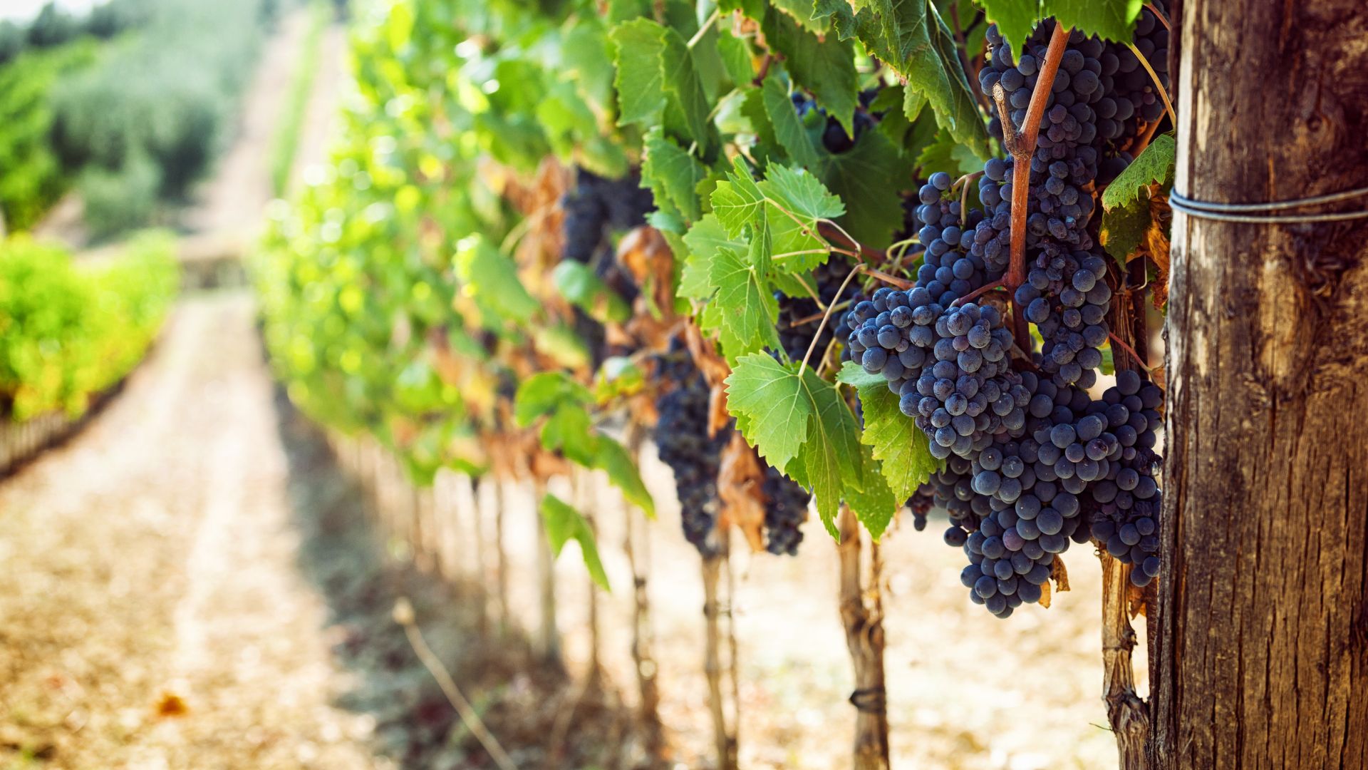 Al momento stai visualizzando Vigneti, pubblicato il bando per la ristrutturazione e riconversione 2024-2025