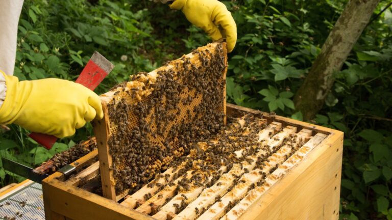 Scopri di più sull'articolo Apicoltura, pubblicato il bando da oltre 1,3 milioni per la campagna 2025-2026