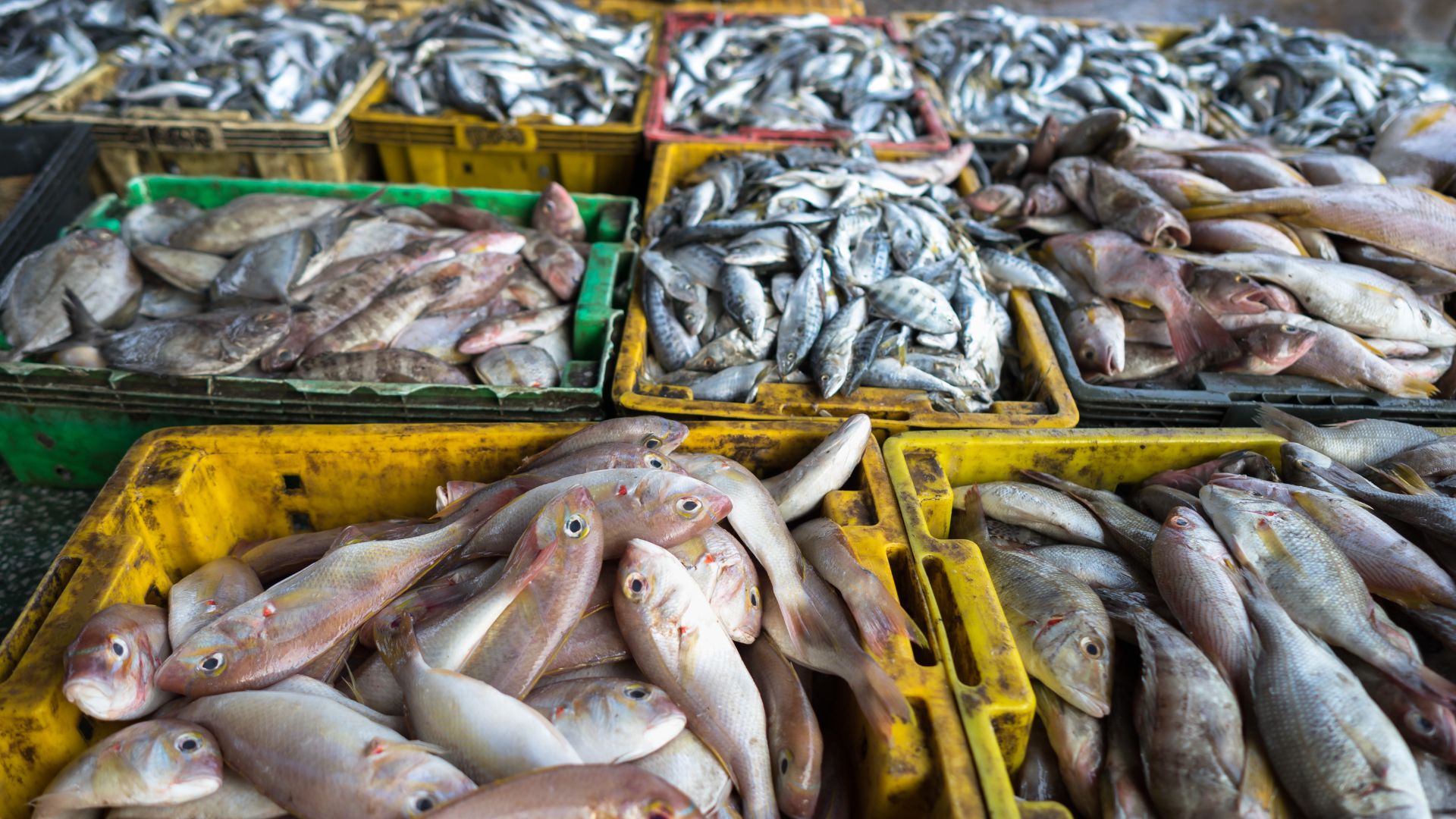 Al momento stai visualizzando Bando pesca, 3 milioni per sicurezza e sostenibilità a bordo e nei porti