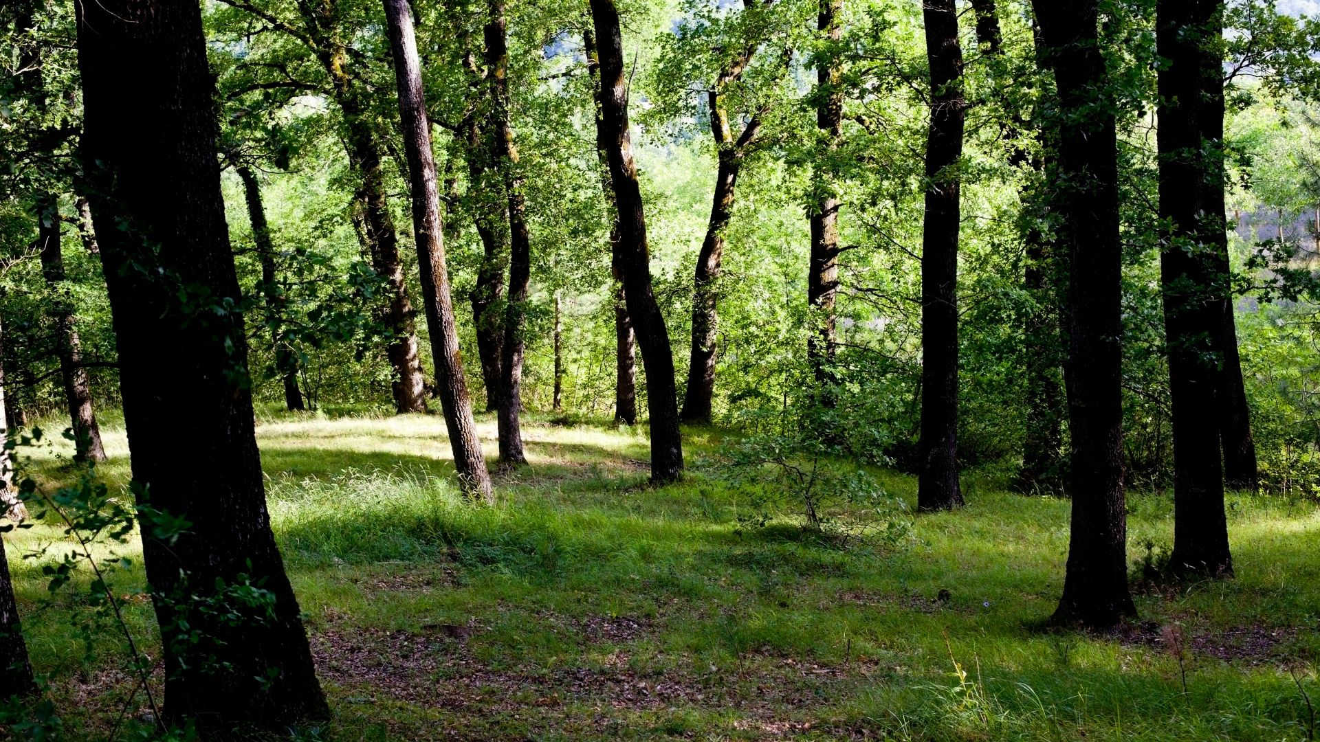Al momento stai visualizzando Bando da 12,8 milioni per aree verdi e contrasto al consumo di suolo