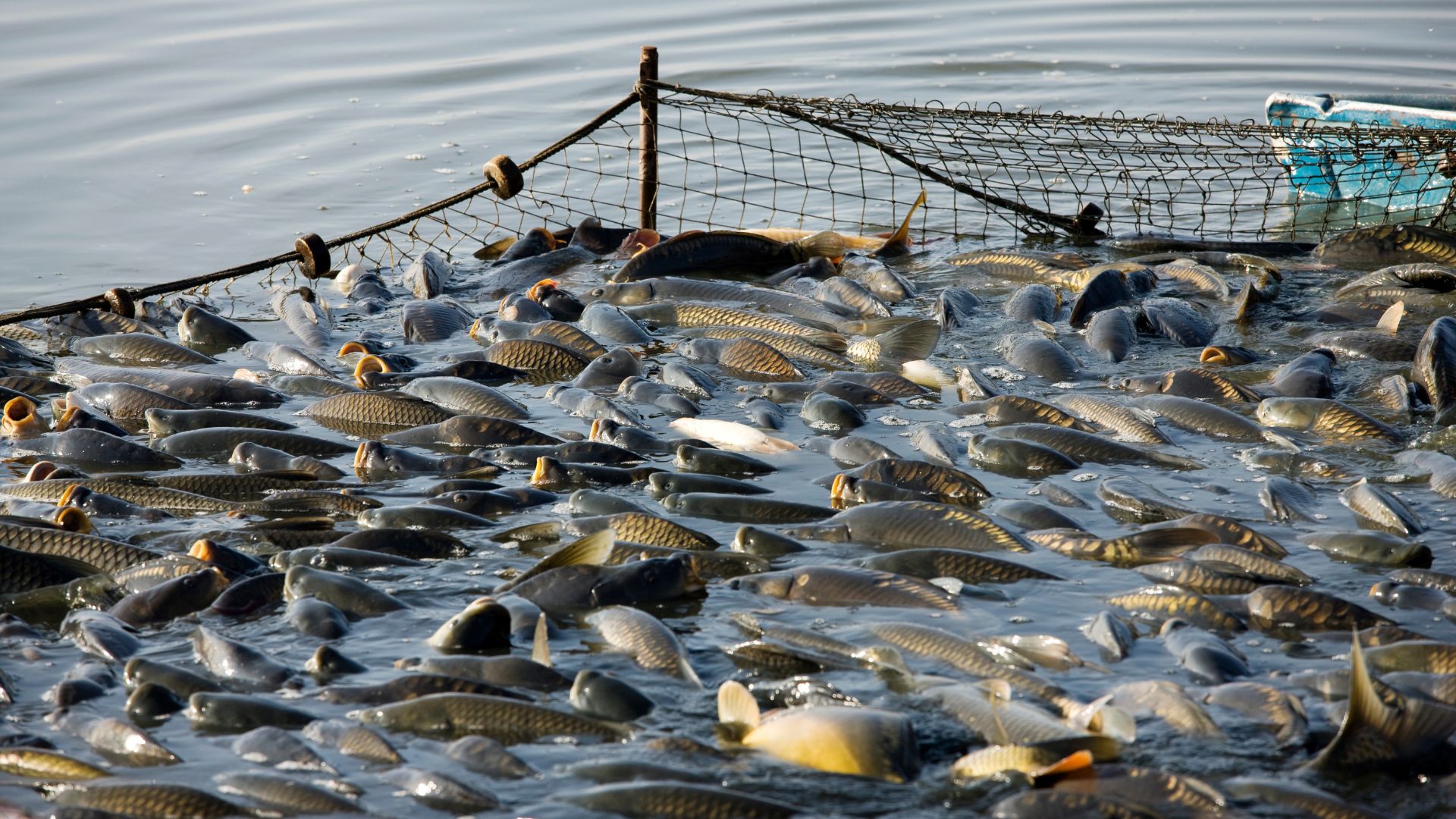 Al momento stai visualizzando Aiuti ai pescatori per 480 mila Euro a causa del calo del pescato