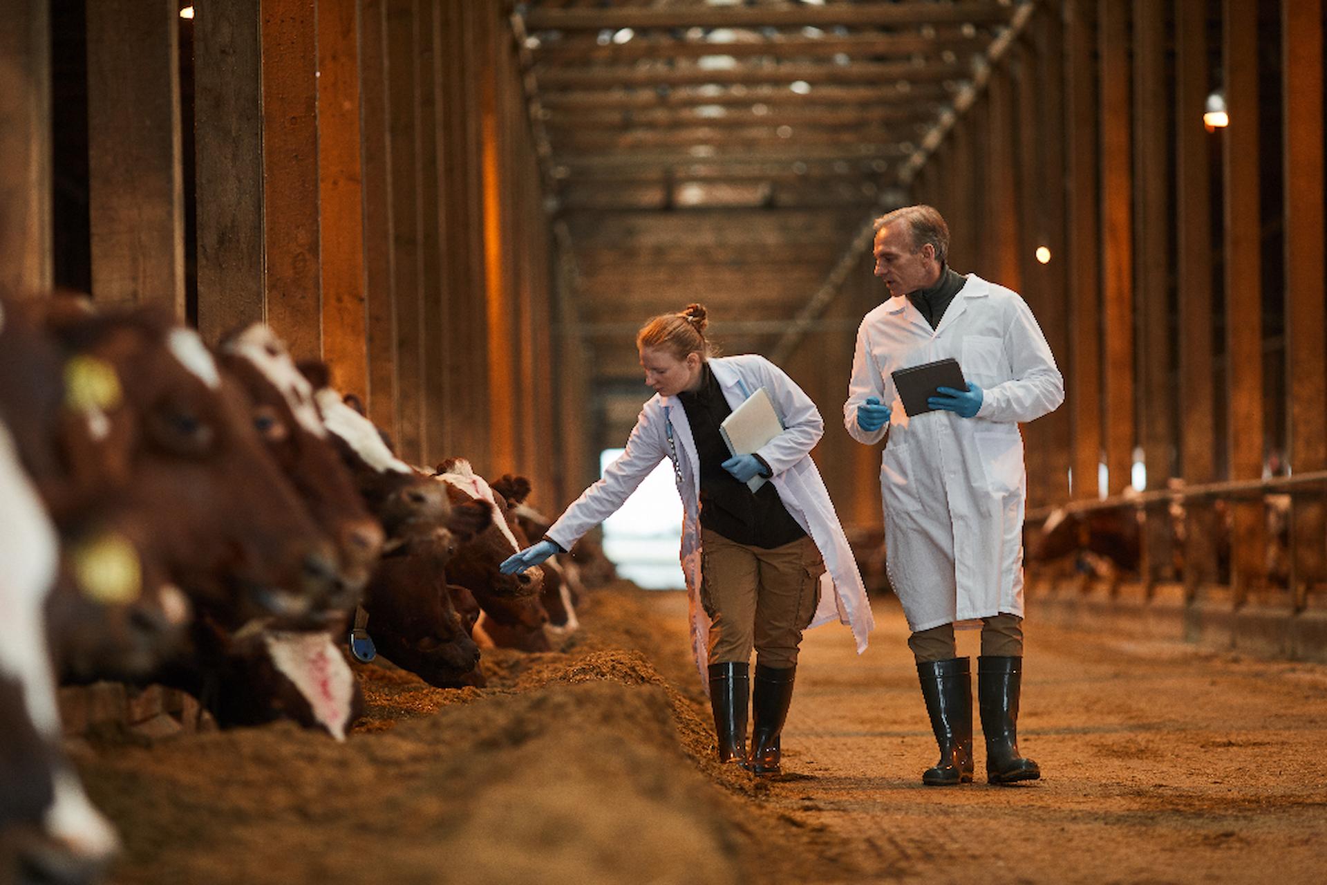 Al momento stai visualizzando Benessere animale, 20 milioni dalla Regione per gli allevamenti