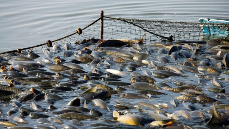 Scopri di più sull'articolo Pesca, bando da 2 milioni di euro per la diversificazione delle imprese