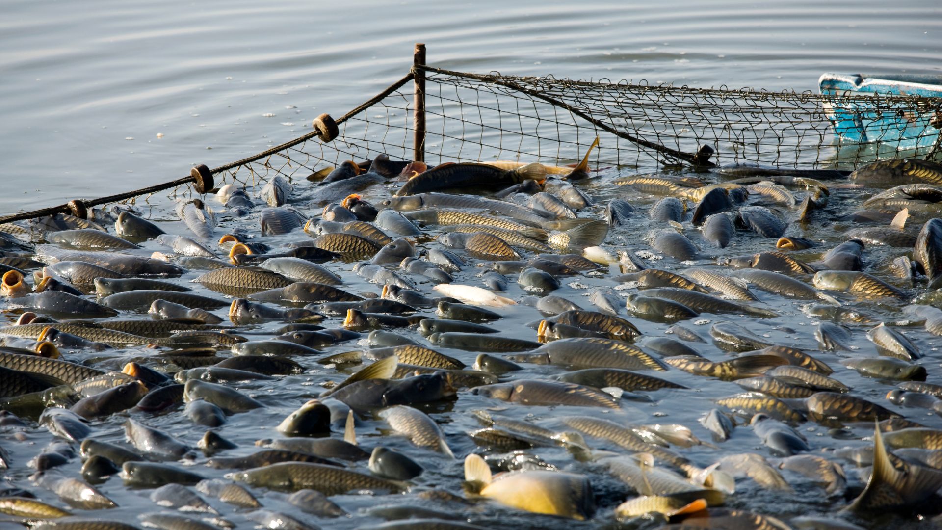 Al momento stai visualizzando Pesca, bando da 2 milioni di euro per la diversificazione delle imprese