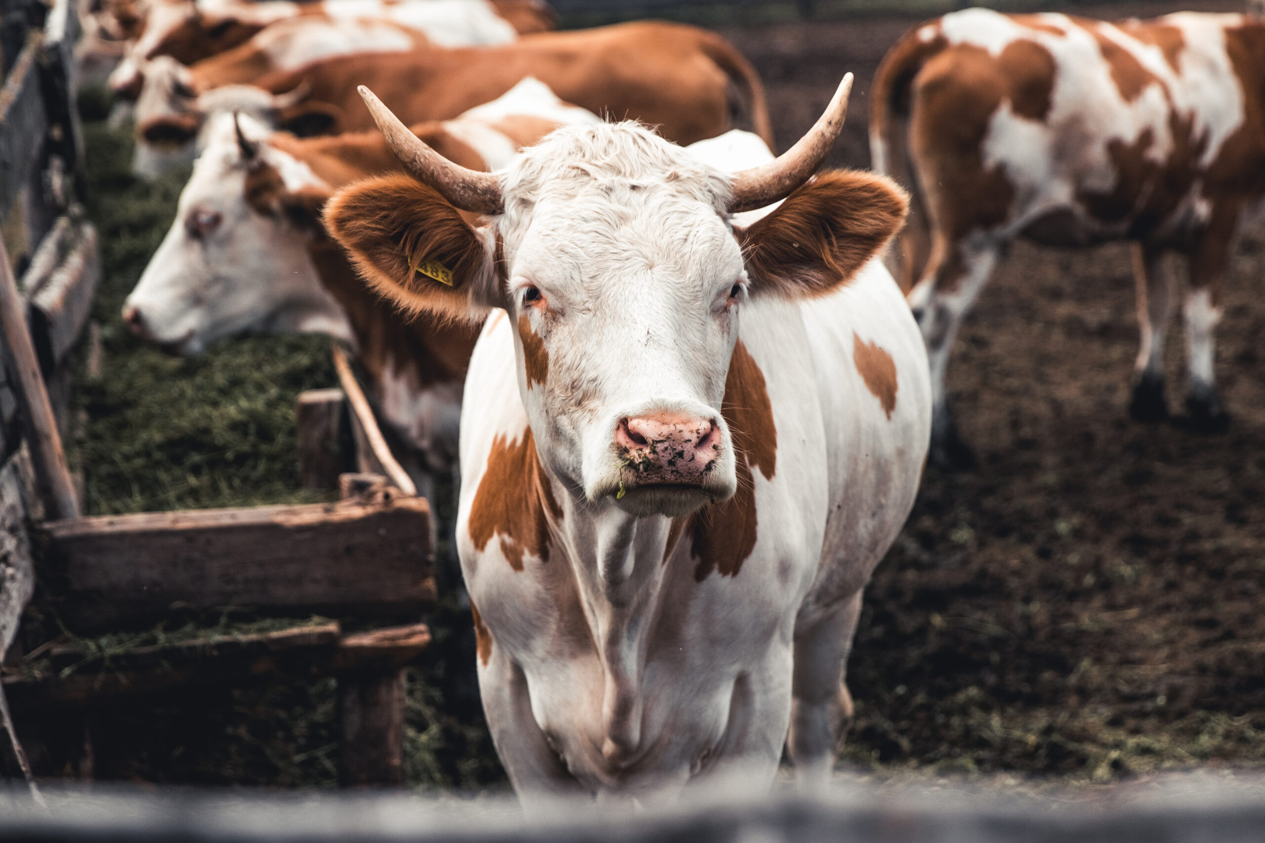 Scopri di più sull'articolo Allevamento: liquidati i sostegni PSR a 200 aziende, rafforzato il supporto al comparto