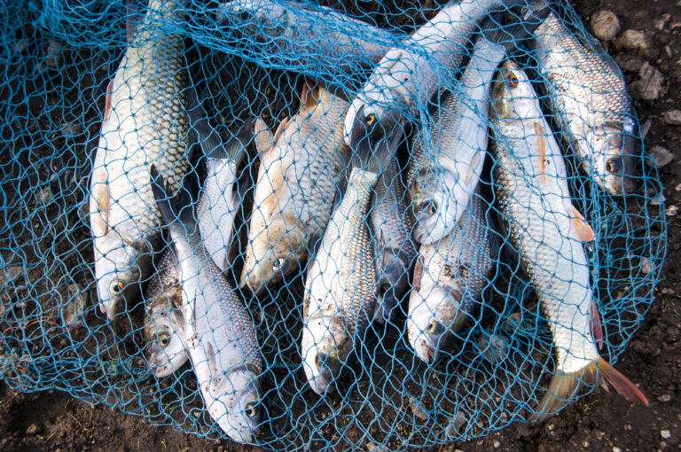 Scopri di più sull'articolo Pesca, 15 milioni dalla Regione Siciliana per la diversificazione della piccola pesca costiera