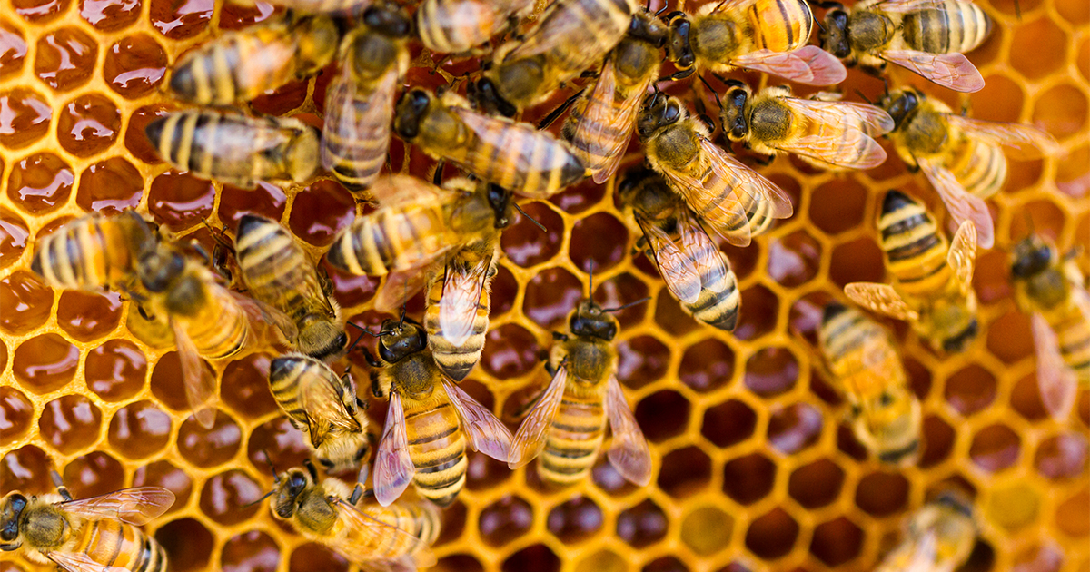 Scopri di più sull'articolo Approvate le graduatorie del bando da 1,3 milioni per il settore apistico