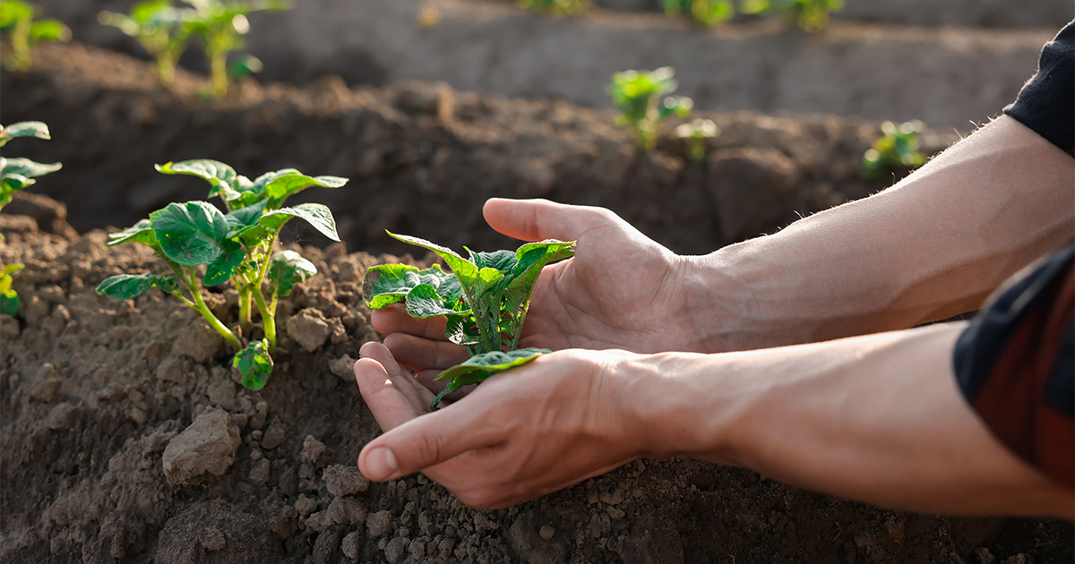 Al momento stai visualizzando Agricoltura: pubblicata la graduatoria provvisoria per l’insediamento dei giovani agricoltori