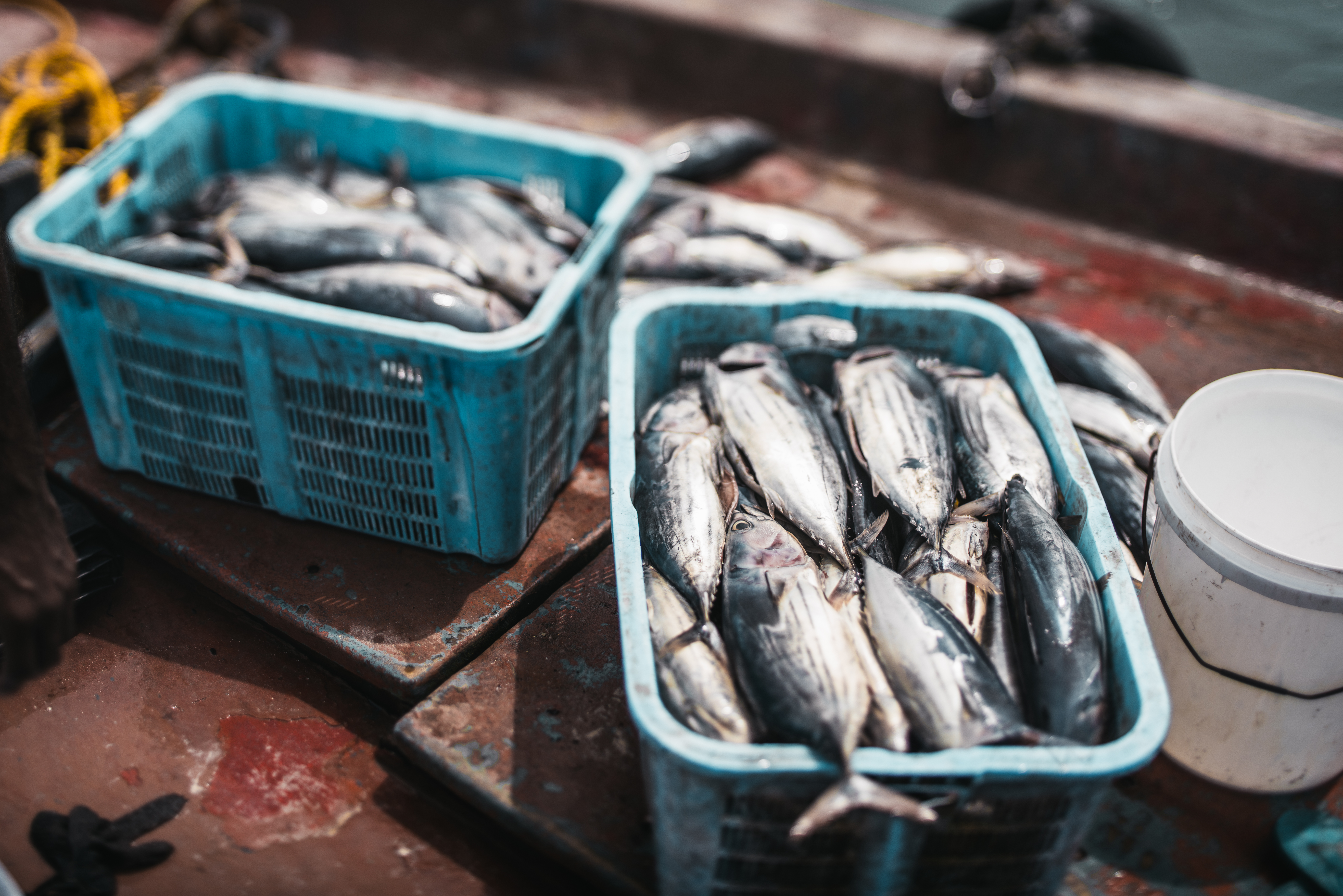 Scopri di più sull'articolo Piccola pesca costiera, prorogata la scadenza del bando regionale