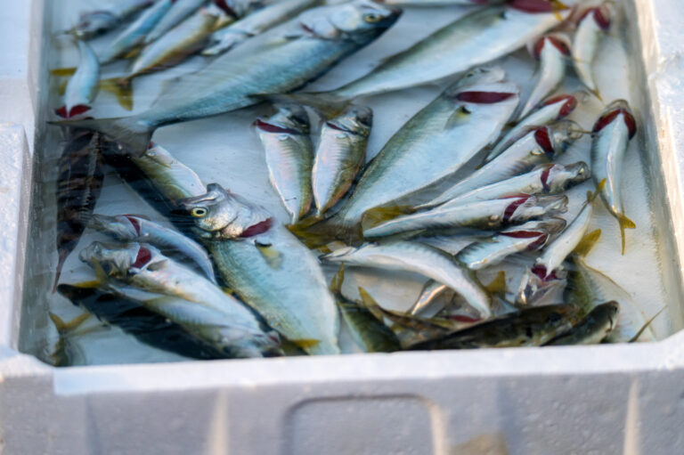 Scopri di più sull'articolo Pesca sostenibile, prorogata la scadenza del bando regionale da 2 milioni di euro