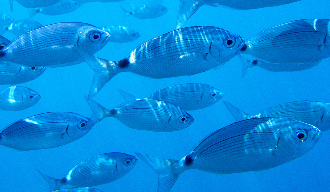 Scopri di più sull'articolo Pesca e acquacoltura, pubblicato l’avviso per l’accesso al Fondo di solidarietà regionale