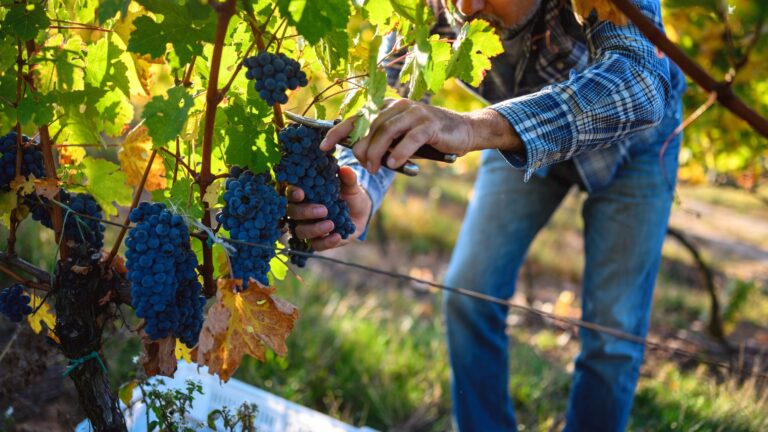 Scopri di più sull'articolo Vitivinicoltura: dalla Regione Siciliana 10 milioni di euro per la misura “Vendemmia Verde” 2025/2026